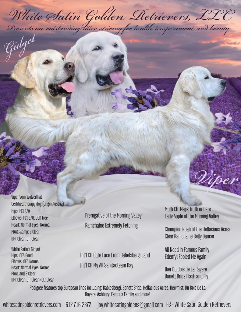 Gidget LA - lavender 1